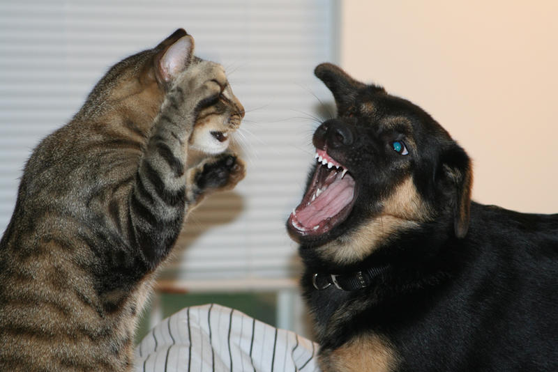 You guys always fight like cat and dog, are you guys lovers?