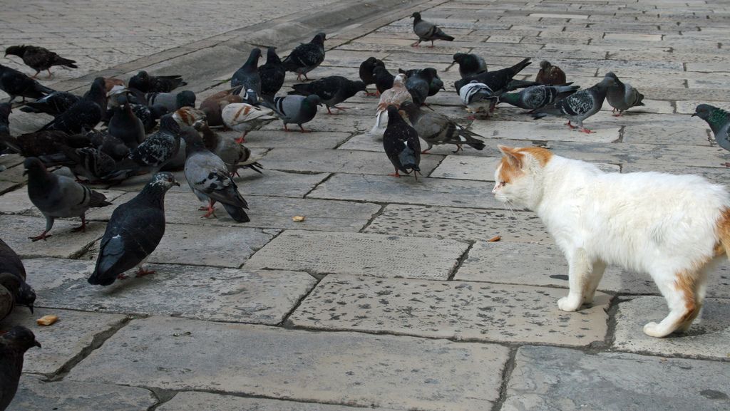 Don’t set a cat among the pigeons by making absurd demands.